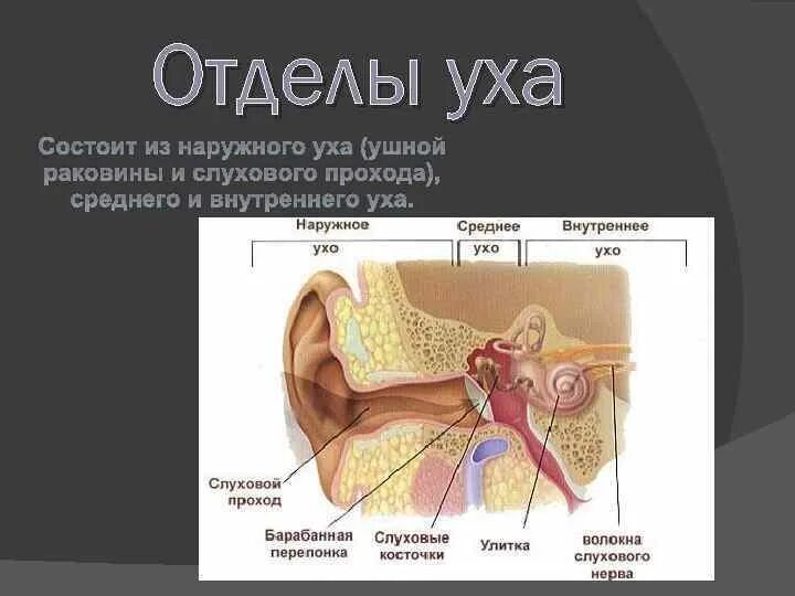 Части отдела среднего уха