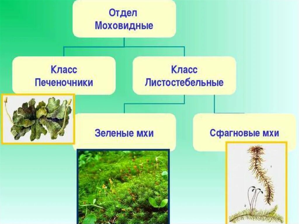 Сфагновые мхи хвойные двудольные папоротниковые. Отдел Моховидные класс печеночники. Моховидные 5 класс биология. Отдел Моховидные класс печеночники класс листостебельные класс. Биология 7 класс Моховидные.