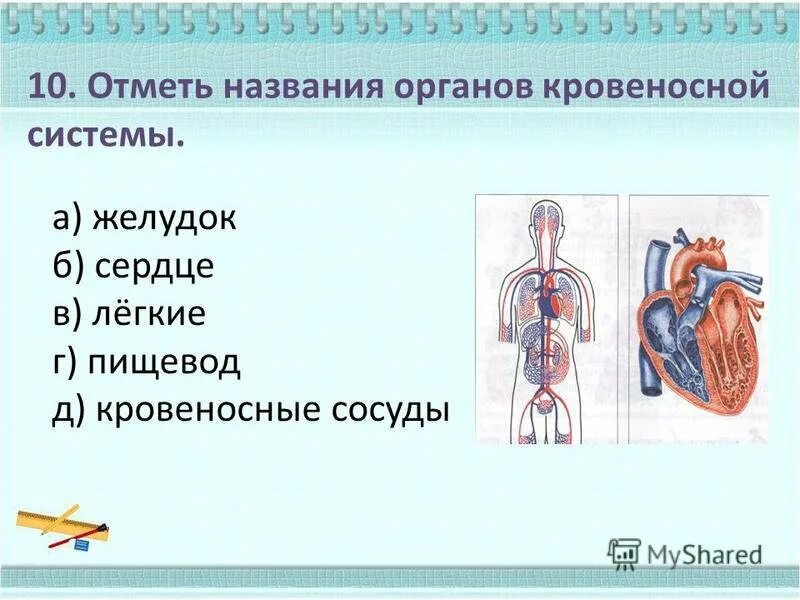 Кровообращение проект окружающий мир 3 класс Окружающий мир 3 класс дыхание и кровообращение: найдено 89 картинок