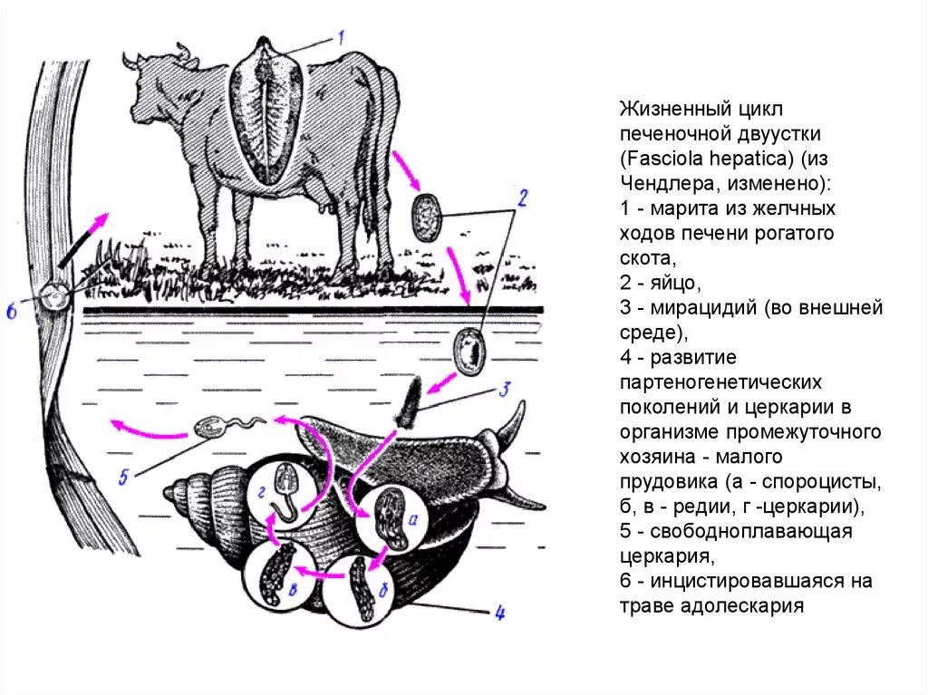 Жизненный цикл печеночной двуустки. Жизненный цикл развития печеночной двуустки. Fasciola hepatica жизненный цикл. Жизненный цикл печеночного сосальщика.