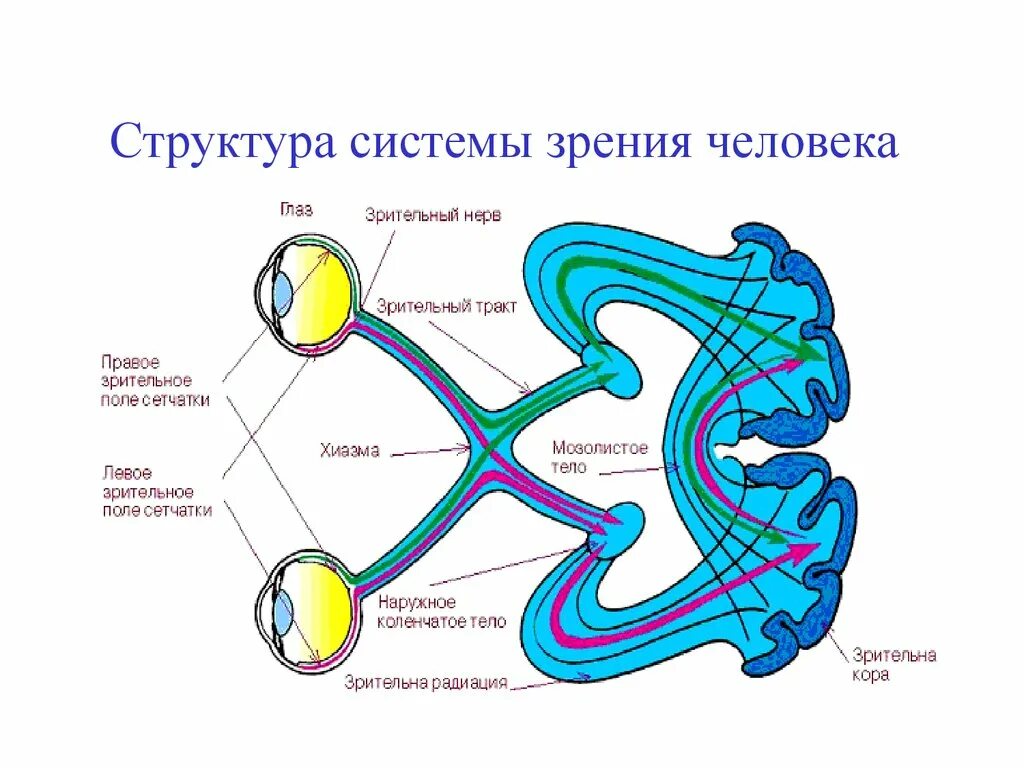 Передача зрительной информации. Строение зрительной сенсорной системы. схема строения зрительной системы. структура зрительной сенсорной системы. зрительная сенсорная система схема.