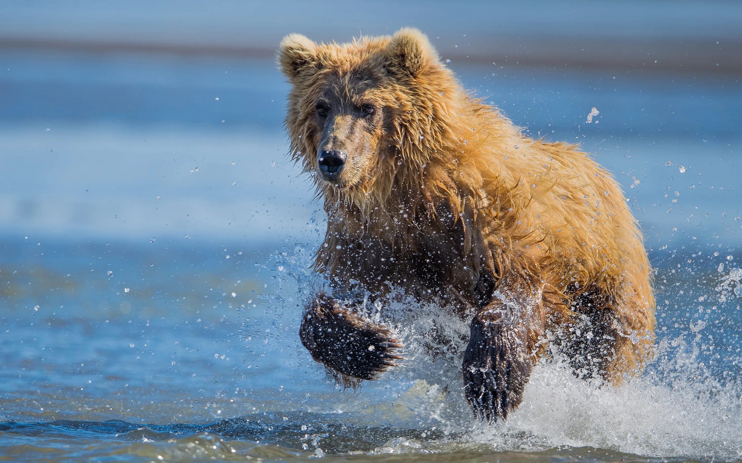 Control bear