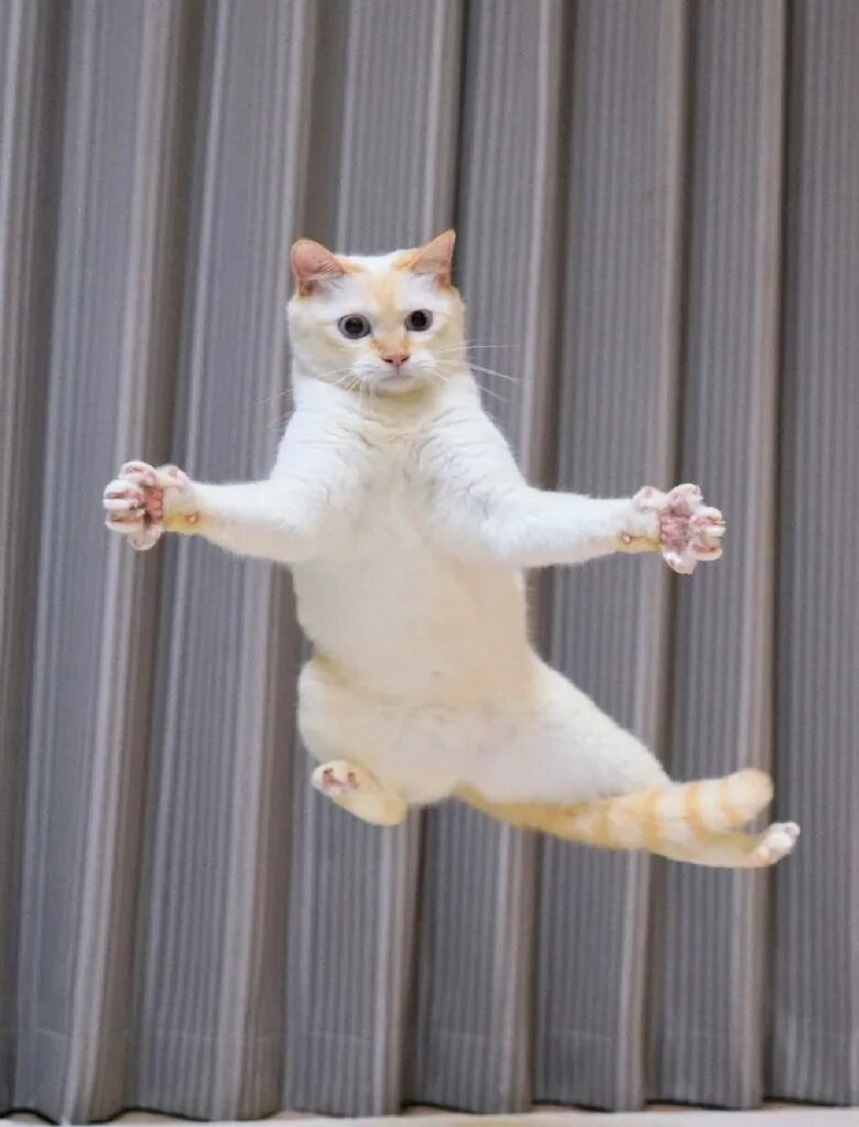 Где котики танцуют. Танцующий кот Чако. Танцующий кот Чако из Японии. Кот танцует. Танцующий котенок.