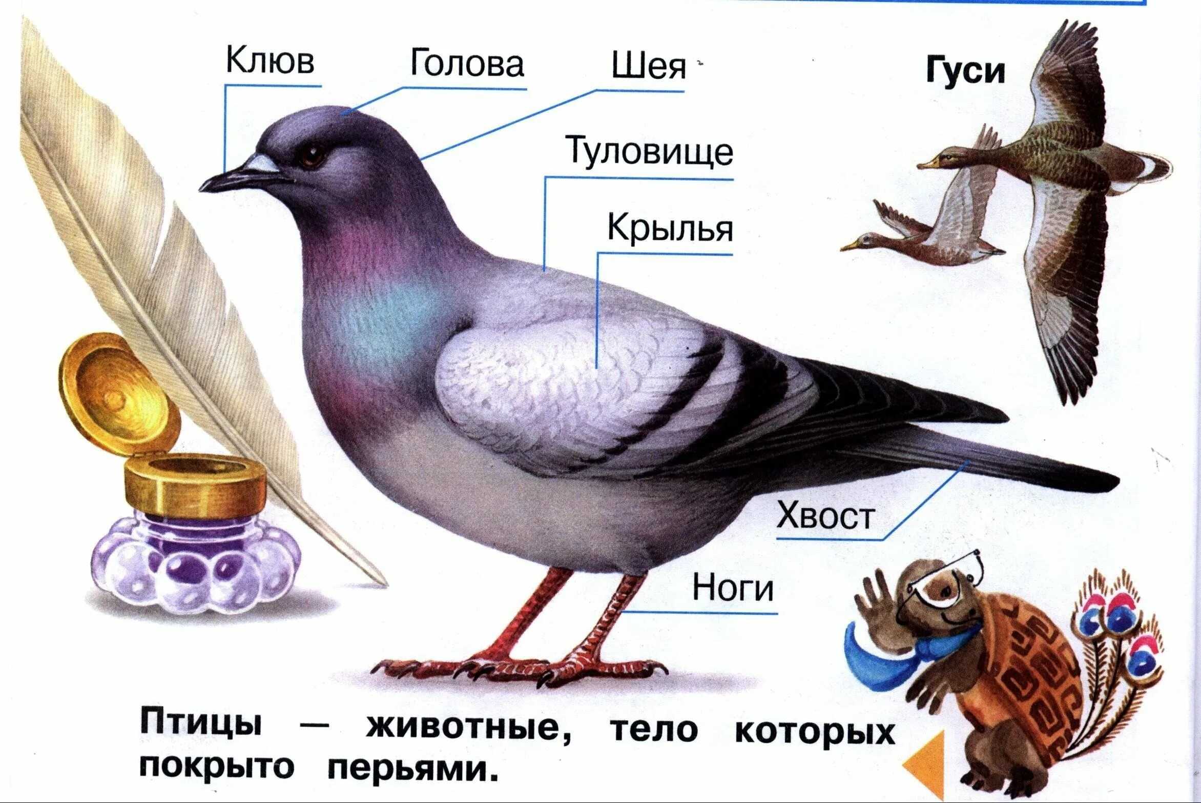 Строение птицы для детей. Строение тела птицы. Строение птицы для дошкольников. Схема внешнего строения птицы.