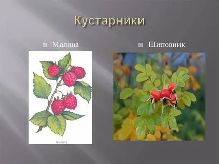 Шиповник малина