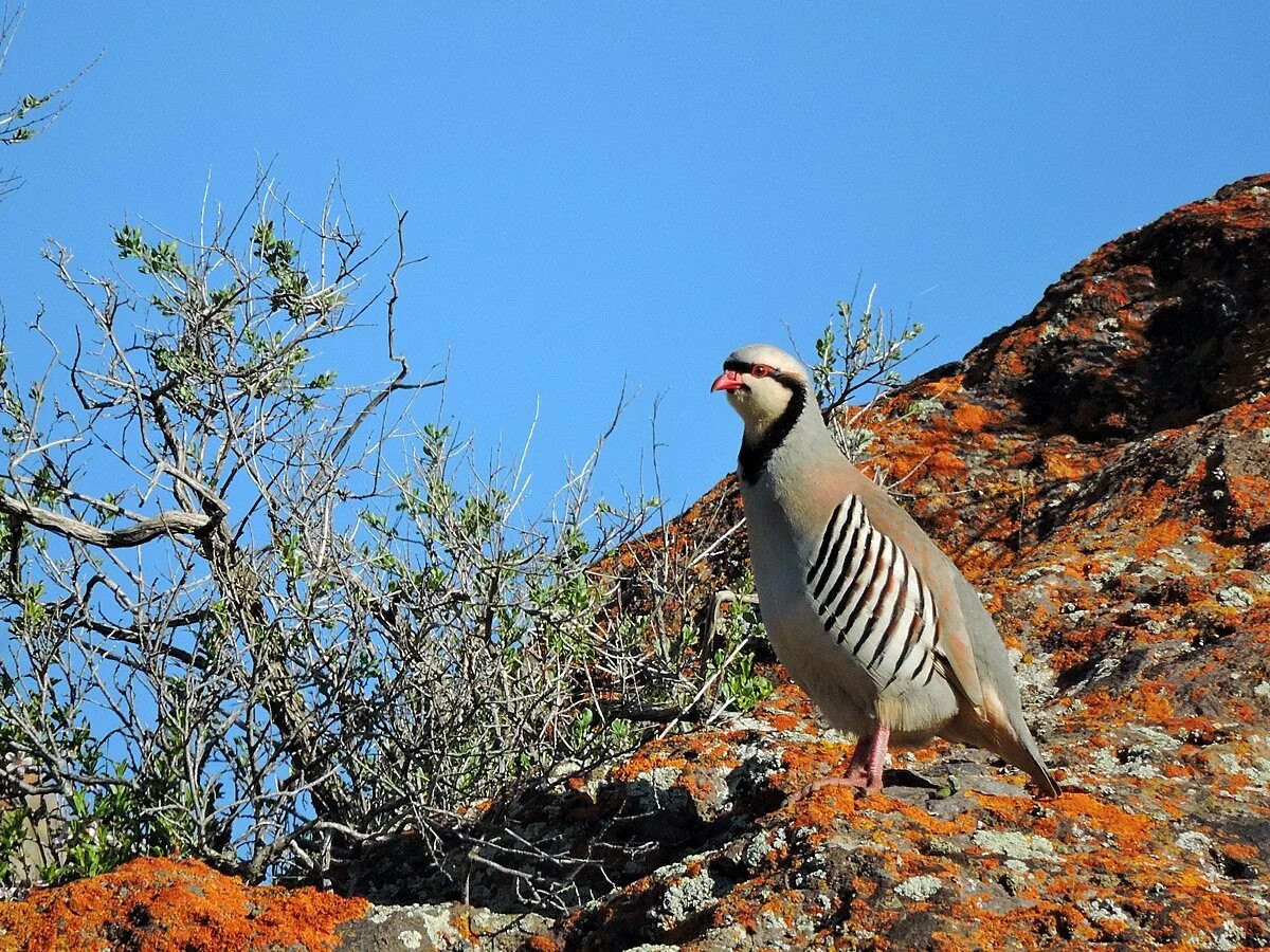 Горная куропатка кеклик. Кеклик каменная куропатка. Куропатка азиатский кеклик. Среднеазиатские кеклики. Горная куропатка кеклик.