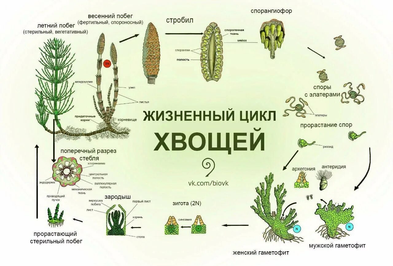 Цикл развития плауна схема. Жизненный цикл хвоща. Цикл развития хвоща полевого. Цикл развития хвоща схема.