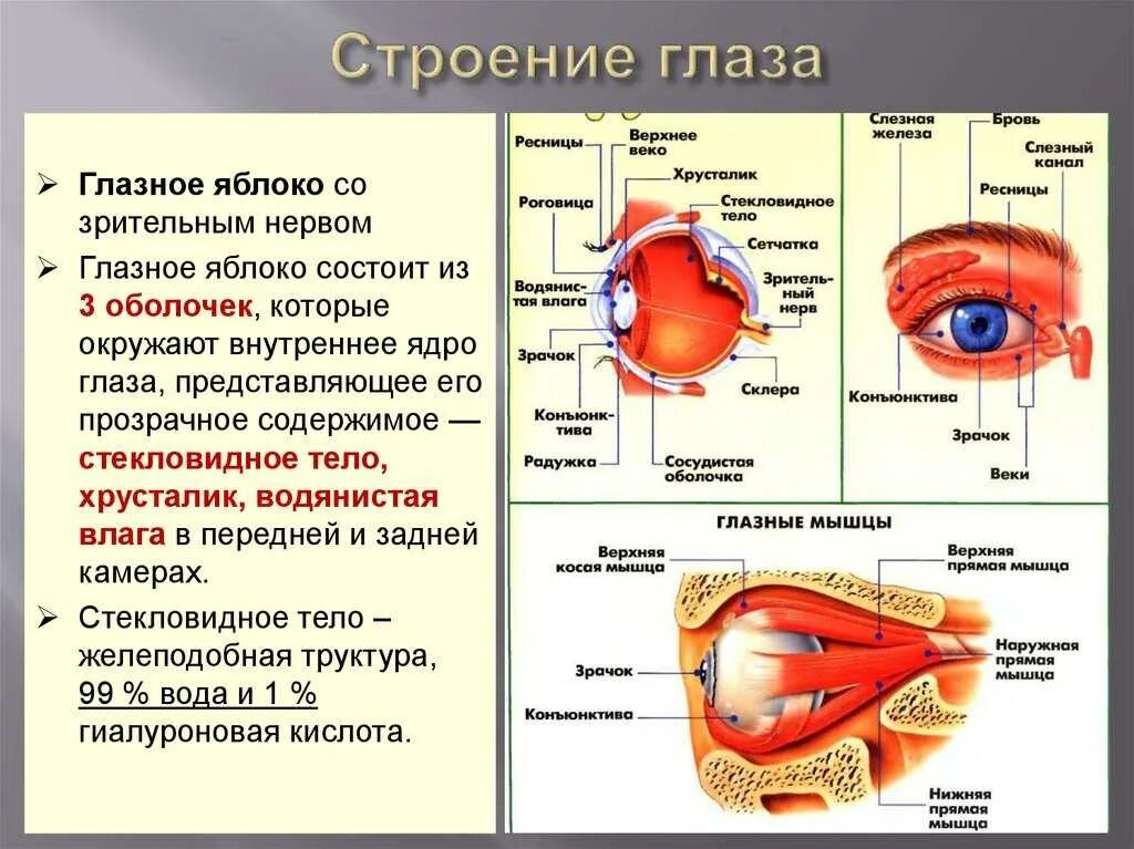 Функции структур глаза. Внутренние структуры глазного яблока строение и функции. анатомия - функции глазного яблока. внутреннее строение глаза функции. внутреннее строение глазного яблока анатомия.