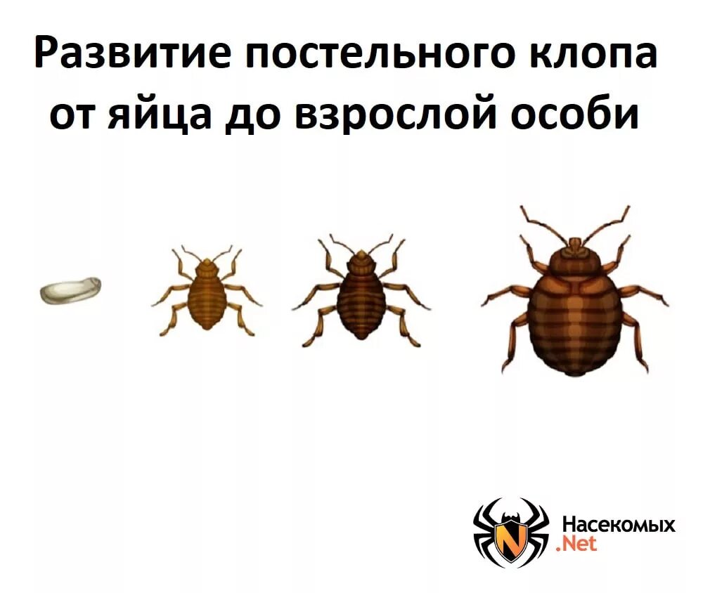 Какое развитие у постельного клопа. Постельный клоп клопы. цикл развития клопов. жизненный цикл постельного клопа. постельный клоп cimex lectularius (личинки, нимфы).