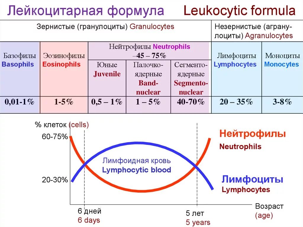 Лейкоцитов 0 что значит. Подсчет лейкоцитарной формулы крови. Формула подсчета лейкоцитарной формулы. Лейкоцитарная формула сдвиги формулы. Лимфоциты в лейкоцитарной формуле.