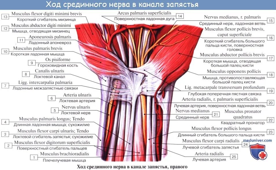 Локтевой сустав мышцы и сухожилия. Локтевой канал запястья анатомия. Canalis carpalis анатомия. Ладонная ветвь локтевого нерва латынь. Лучевой и локтевой каналы.