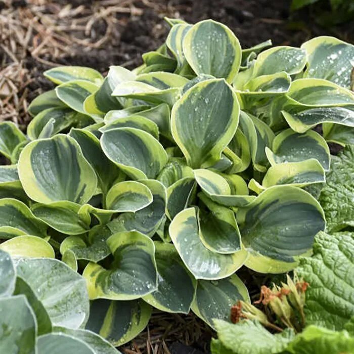 Хоста mouse. Хоста blue mouse ears. Хоста майти маус mighty mouse. Хоста миднайт маус. Хоста snow mouse - сноу маус.