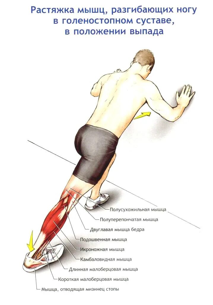 Растяжка большеберцовой мышцы. Камбаловидная мышца упражнения для растяжки. Растяжка передней берцовой мышцы. Растяжка икроножной мышцы бедра.