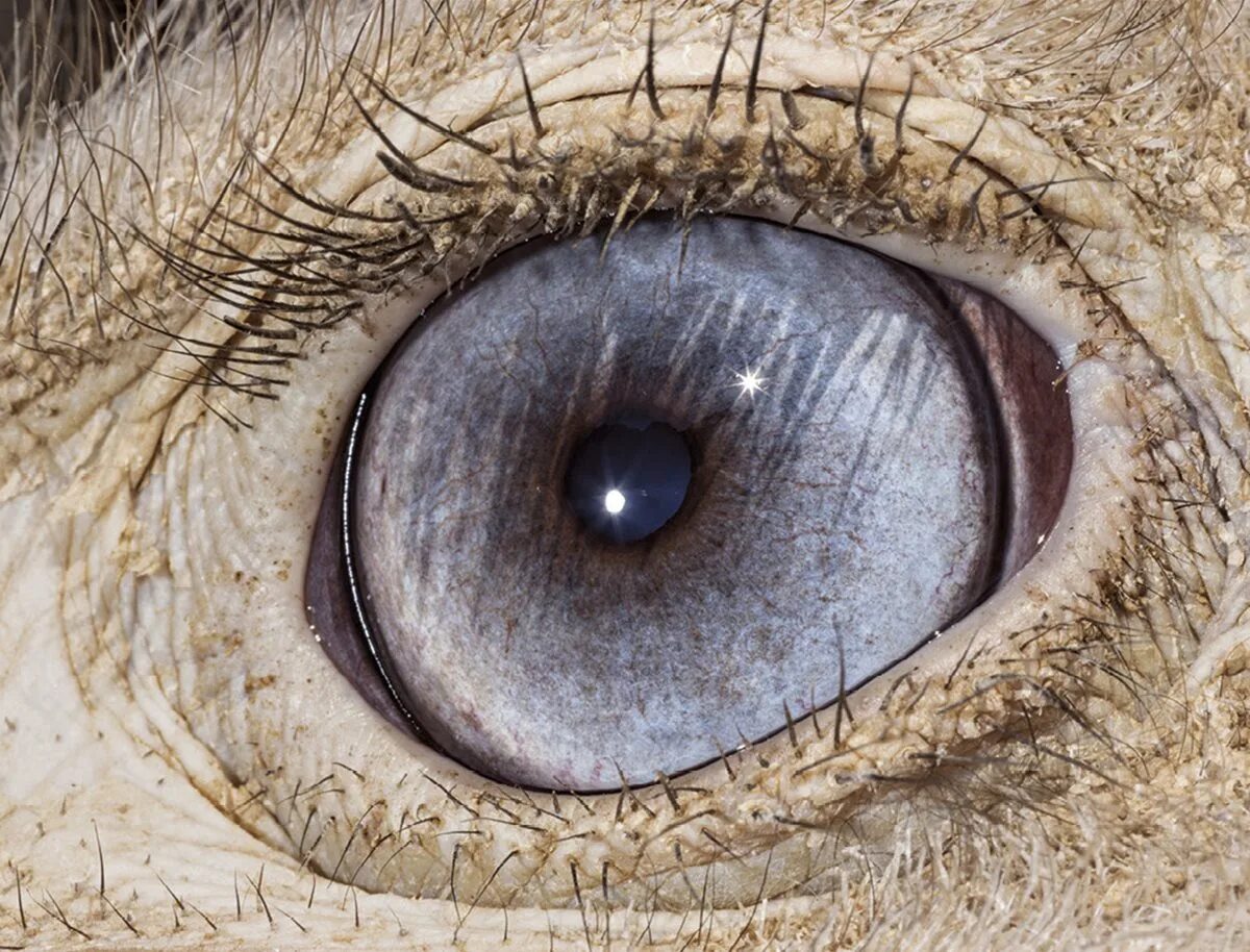 Глаза пи. Макросъемка глаза. Глаза пи. Глаза пи. Глаза пи.
