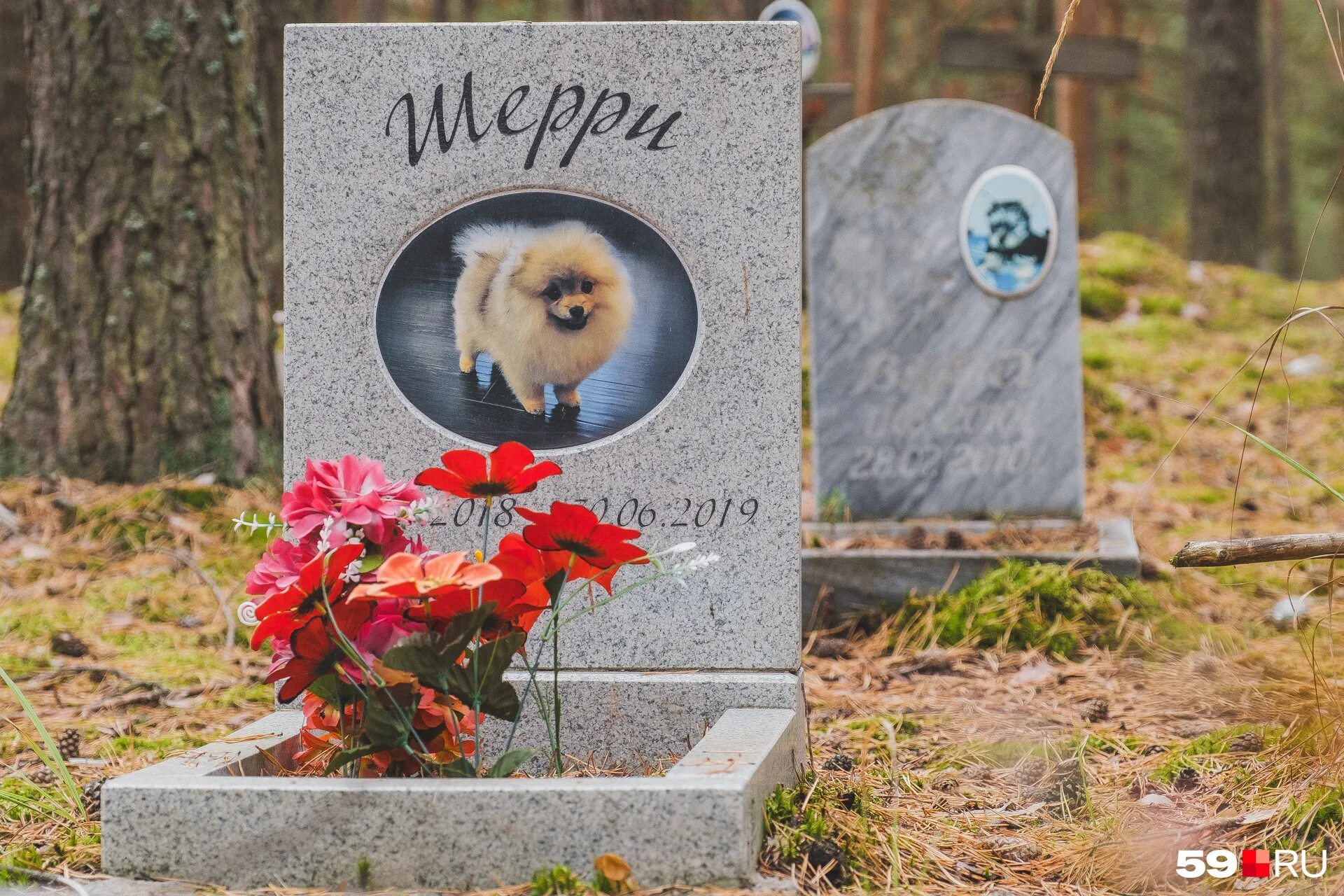 кладбище в курье пермь. северное кладбище пермь захоронение 222. кладбище животных пермь. кладбище домашних животных пермь. кладбище животных в перми.