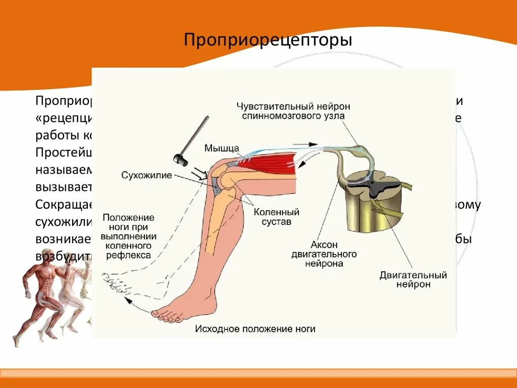 Безусловный рефлекс приобретается. Схема рефлекторной дуги коленного рефлекса. Рефлекторная дуга коленного рефлекса. Коленный рефлекс рефлекторная дуга 8 класс. Ахиллов рефлекс схема рефлекторной дуги.