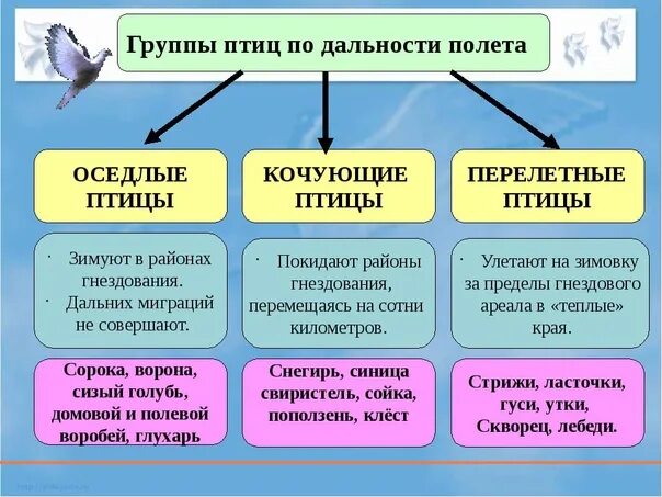 Сколько классов птиц. Оседлые Кочующие и перелетные птицы таблица. Оседлые птицы, качающие птицы, перелётные птицы. Классификация птиц перелетные Кочующие оседлые. Экологические группы птиц оседлые Кочующие перелетные.