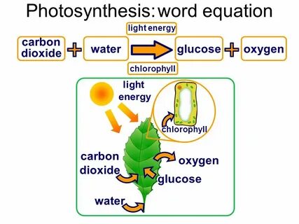 Photosynthesis