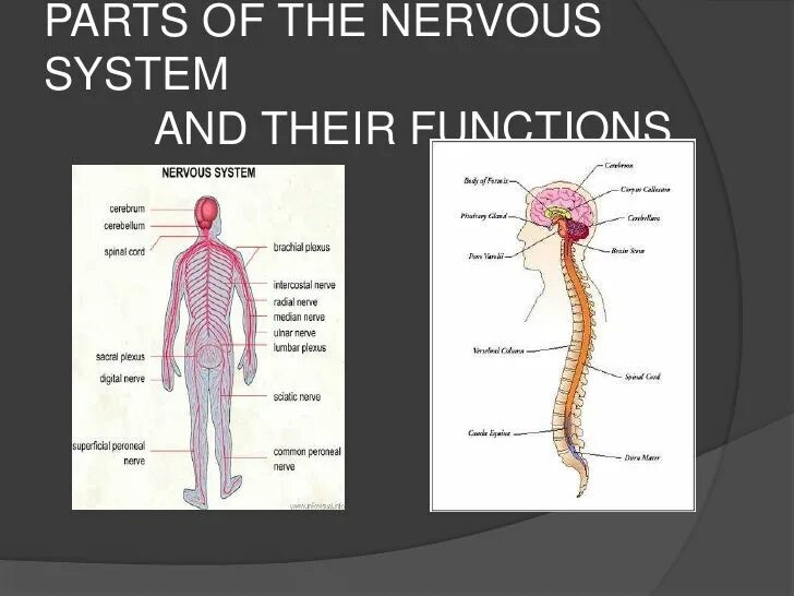 Нервная система на английском. Определите части нервной системы.. Parts of nervous System. Нервная система человека схема на английском.