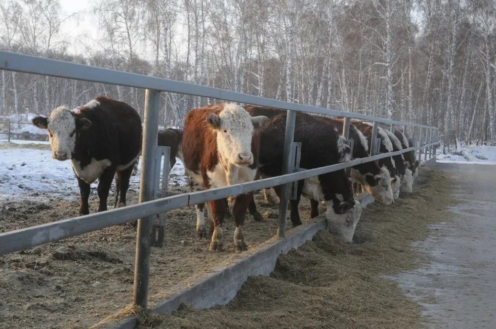 Иркутск крс. Нижнеомский район Омской области фермерское хозяйство Якимчик. Животноводство в Омской области. КФХ Иртыш Горьковский район Омской области.