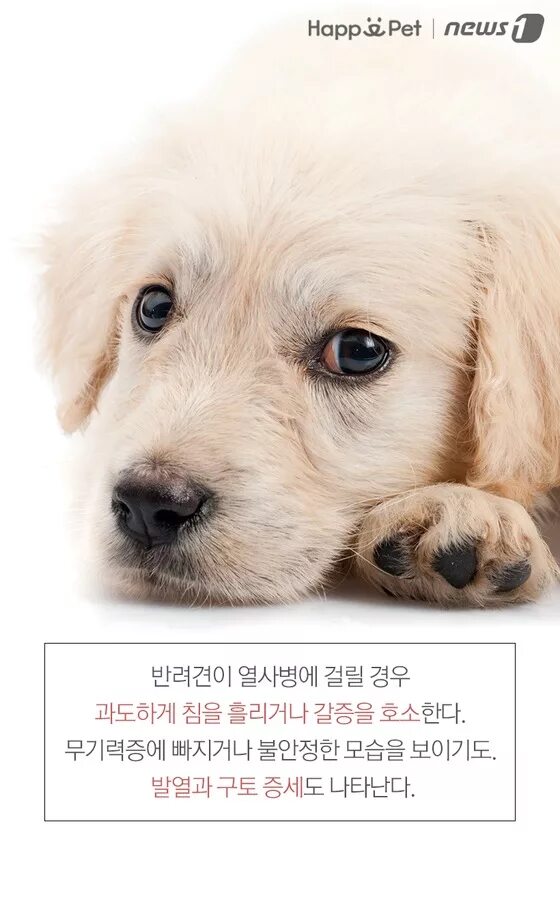 тетрадь уютные щенки. тетрадки с собачками. тетради с щенками. обложка для тетради. Hatber тетрадь.