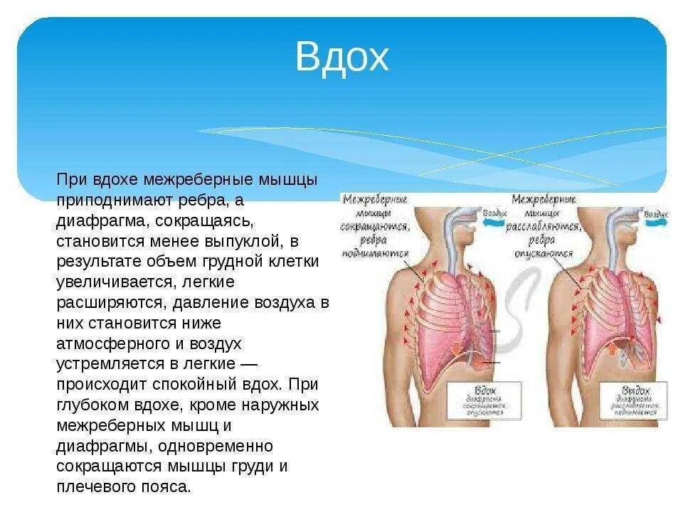 Боль в легких при глубоком. Диафрагма при вдохе и выдохе. Легкие при вдохе и выдохе. Диафрагма при вдохе. При выдохе диафрагма.