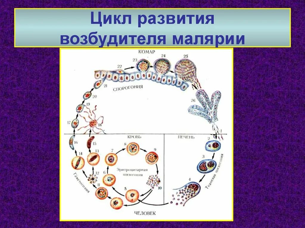 Стадии жизненного цикла малярийного плазмодия. Жизненный цикл малярийного плазмодия схема. Цикл возбудителя малярии. Малярия шизогония.