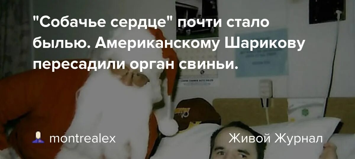 Трансплантация собачьей головы. Демихов двухголовая собака. Какие органы пересадили собаке собачье сердце. Демихов хирург трансплантолог. Пес шарик собачье сердце.