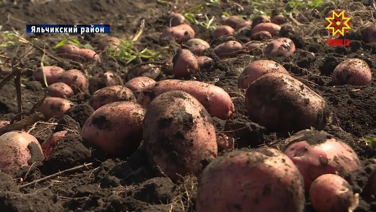 Картофель чувашия. Сбор картошки. чувашская картошка. картофель в чувашии. зао «шахаевское сбор картошки.