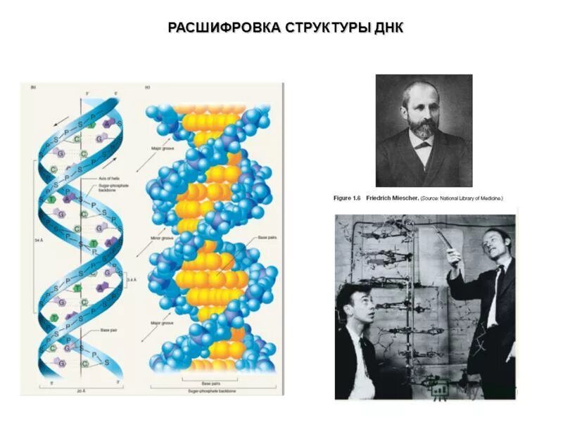 Расшифровка структуры молекулы ДНК. Расшифровка строения молекулы ДНК. Структуру молекулы ДНК расшифровали.