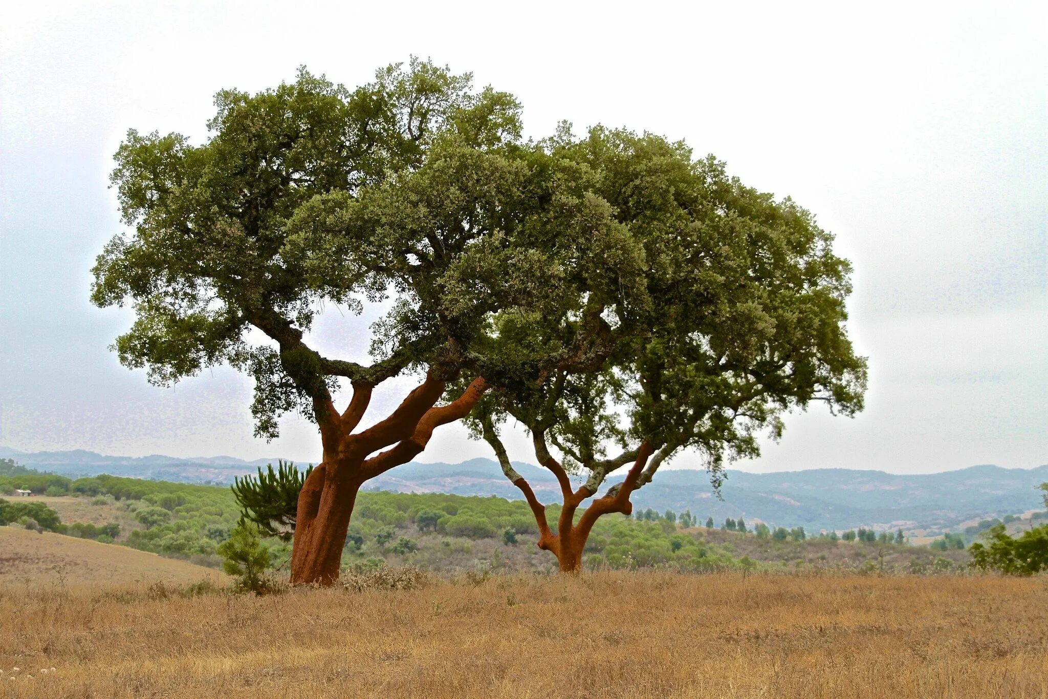 Пробковый дуб в Португалии. Леса Португалии пробковый дуб. Растительность Португалии португальский дуб. Пробковый дуб в Алжире.