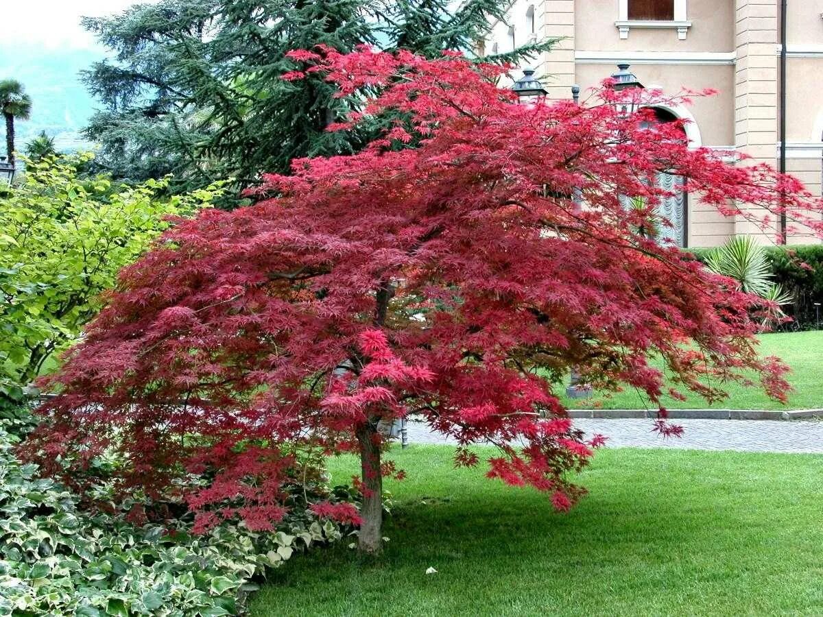 Дерево в виде куста. Клен веерный Атропурпуреум. Клен Acer palmatum Atropurpureum. Веерный клен Атропурпуреум (Acer palmatum Atropurpureum). Клен Пальматум (Acer palmatum).