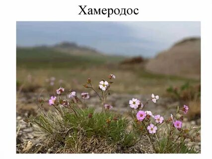 Цветы забайкалья