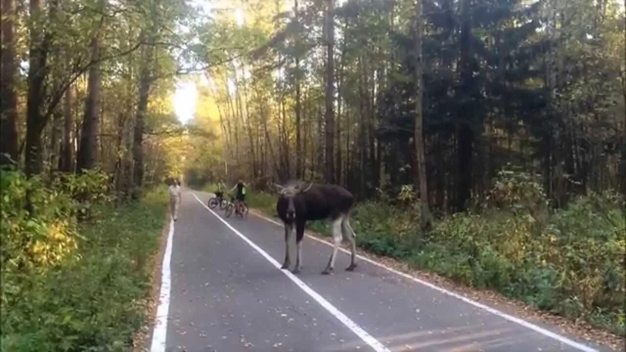 Лосиноостровский парк лоси. Лосиный остров национальный парк. Лоси национального парка Лосиный остров. Лосиный остров Балашиха заповедник.