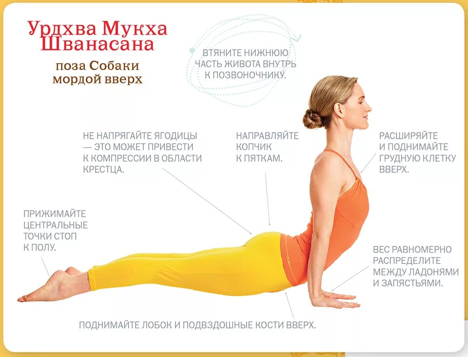 Поза йоги собака мордой. Урдхва мукха шванасана. урдхва мукха шванасана (собака мордой вверх). асана собака мордой вверх йога. йога поза собаки мордой вверх.