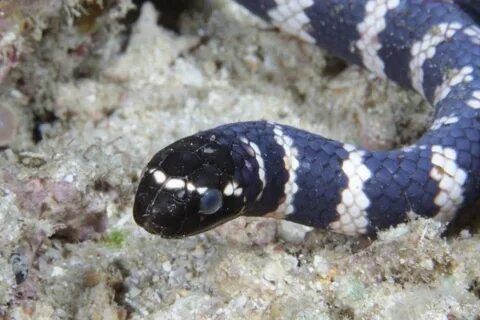 Sea snake