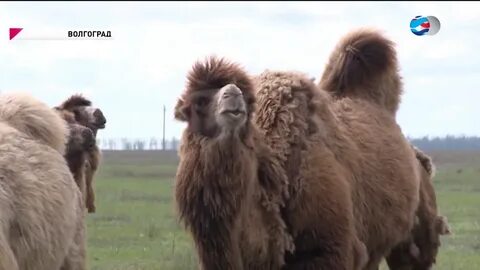 Верблюд волгоград