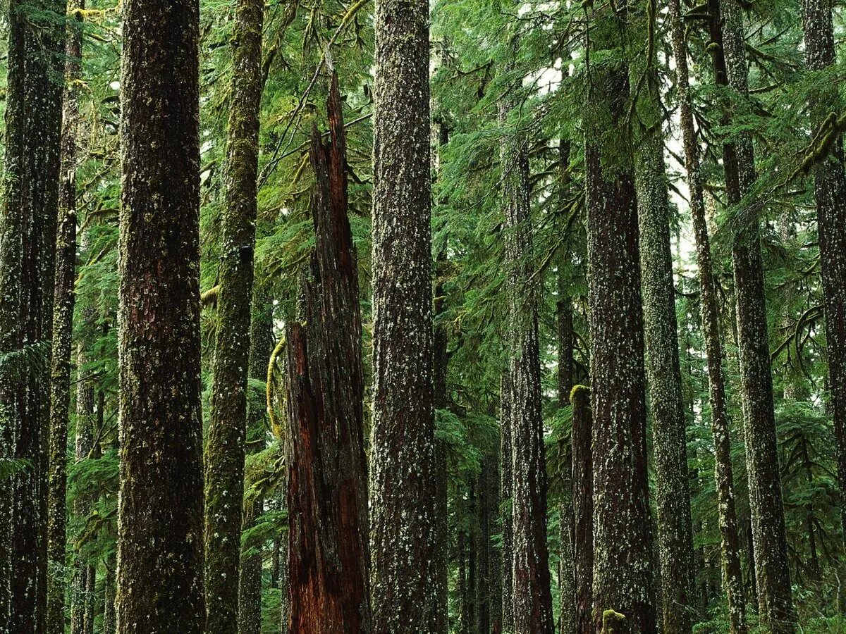 Еловый лес курск. Типичные растения хвойных лесов. Тайга евразии. Широколиственно хвойнотаежные леса россии-. Тайга (хвойные леса) в питере.