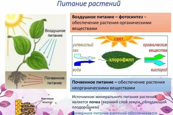 Растения обеспечивают жизнь другим потому что. Физиология растений. Органические растения. Превращения в физиологии растений. Физиология растений это наука.