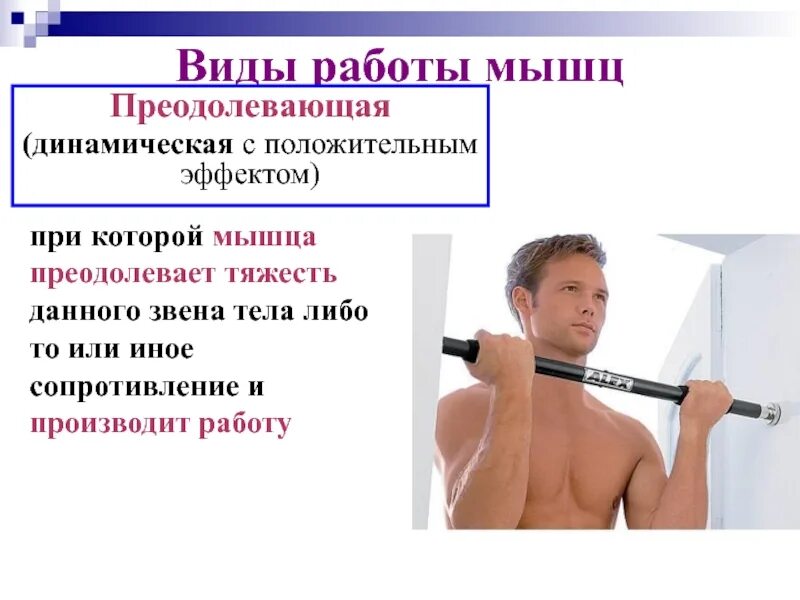 Динамическая уступающая работа. Преодолевающая работа мышц. виды работы мышц. динамические мышцы. режимы работы мышц.