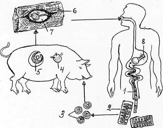 Какая стадия свиного цепня разовьется в человеке. Жизненный цикл свиного цепня схема. Жизненный цикл свиного цепня биология рисунок. Цикл развития свиного цепня. Жизненный цикл свинного цепня.