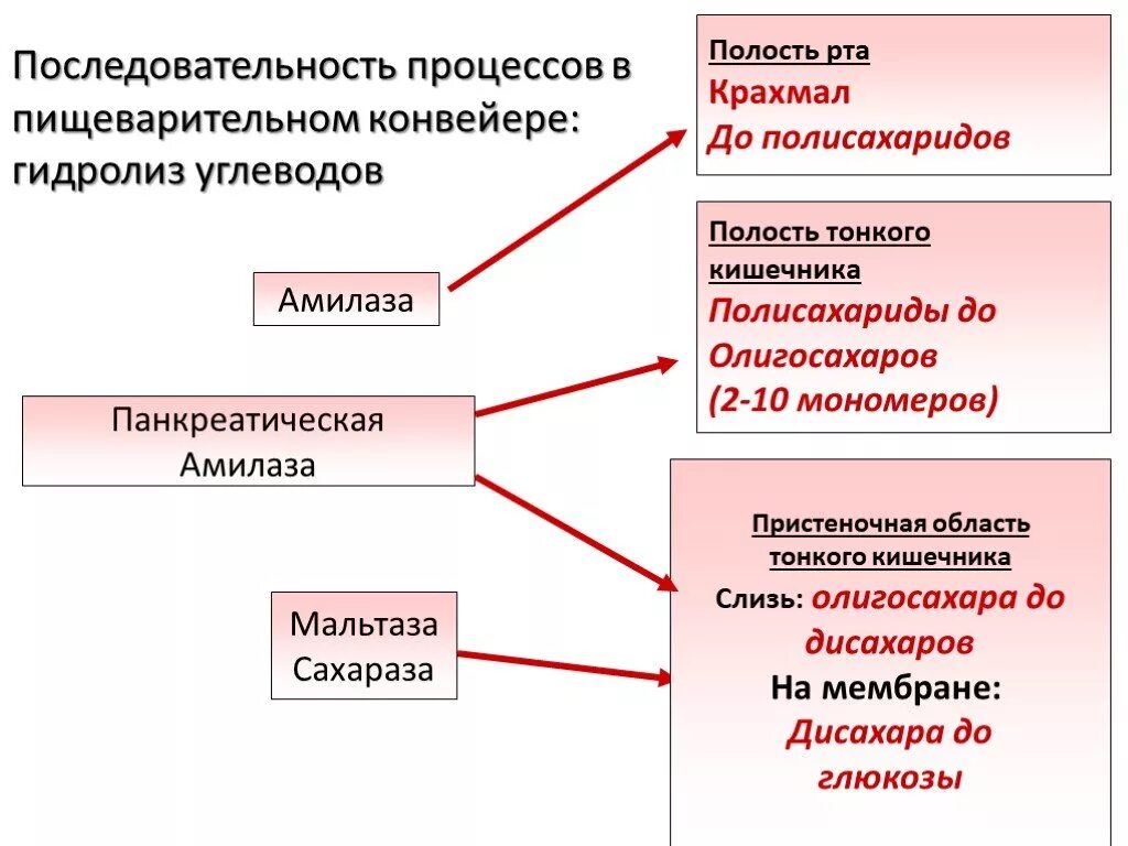 Ферменты полости рта. Последовательность пищеварительных процессов. Последовательность процессов пищеварительного конвейера. Гидролиз углеводов физиология. Этапы гидролиза в системе пищеварения.