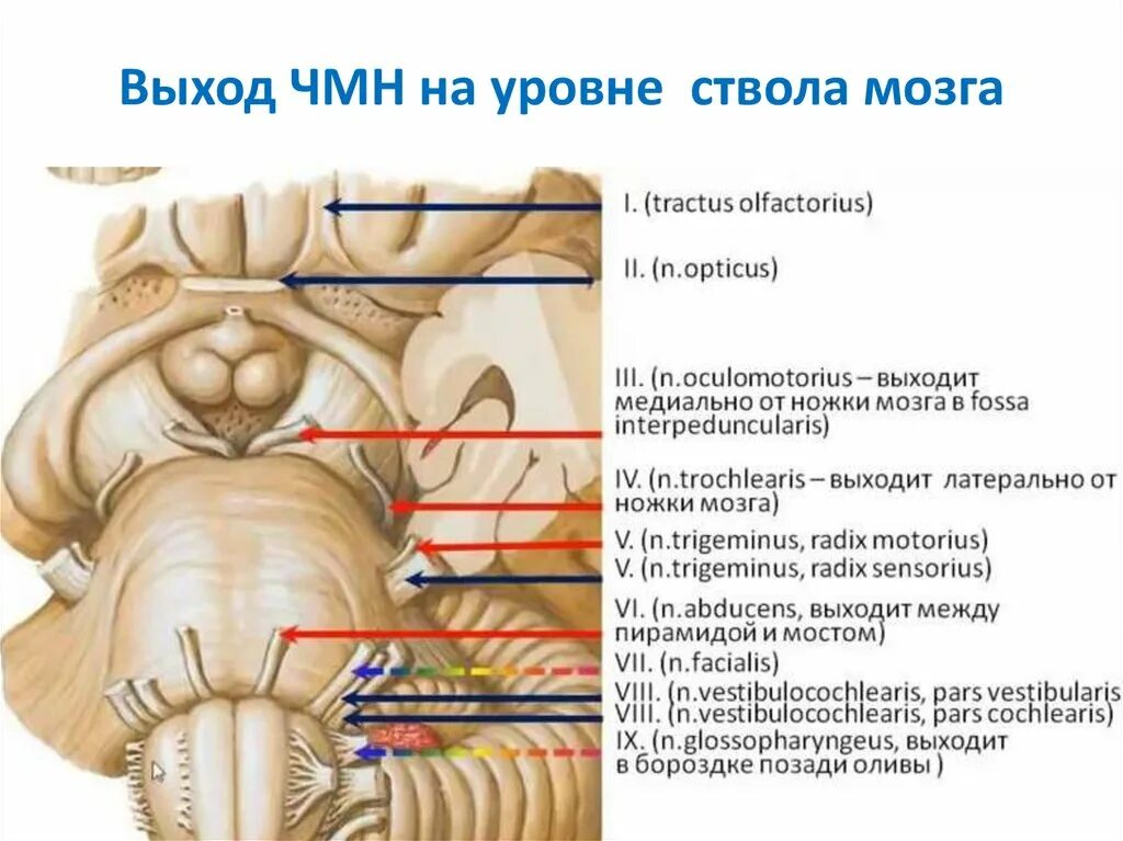 12 Пар черепно мозговых нервов анатомия. Выход 12 пар черепно-мозговых нервов анатомия. Выход Корешков черепных нервов анатомия. 12 Пар черепных нервов выход из черепа.