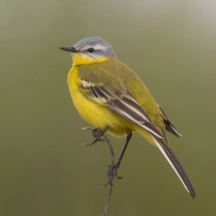 Yellow Wagtail (Motacilla flava). Birds of Siberia.