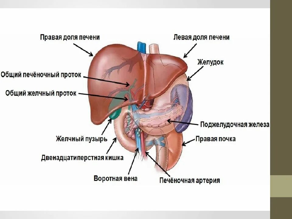 Печень где находится с какой. Где находится печень.