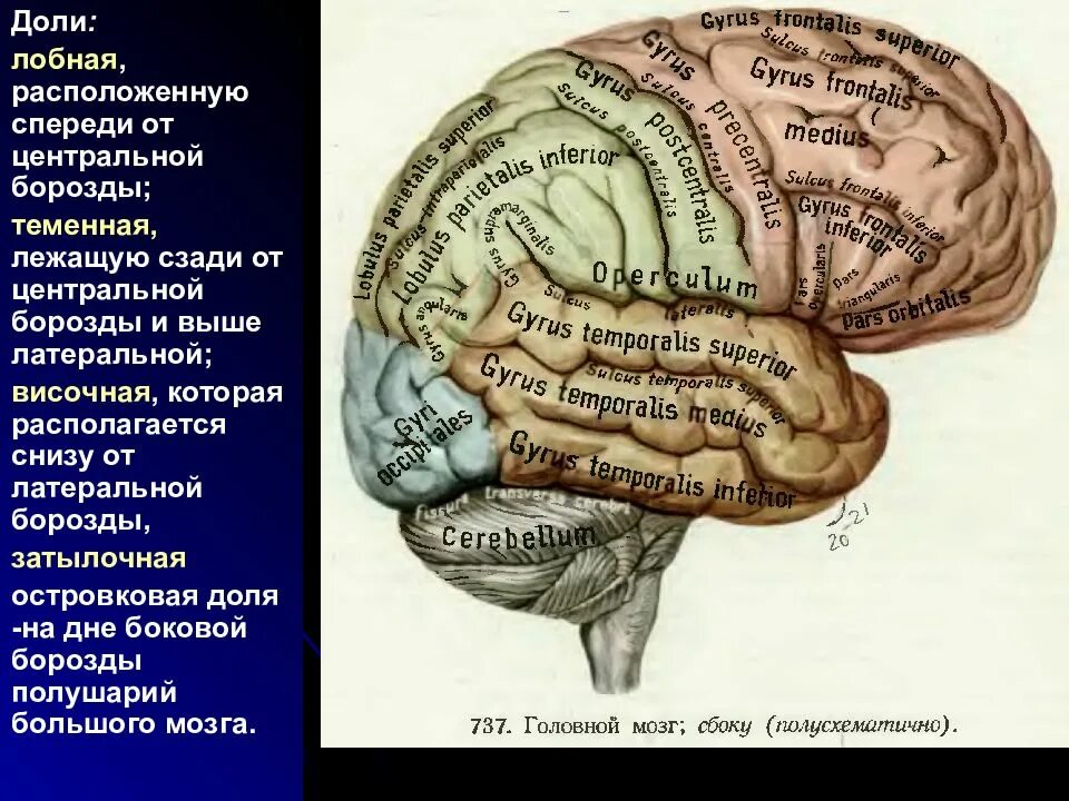 Воспаление мозга на латинском. Доли борозды и извилины. Борозды лобной доли мозга. Борозды и извилины лобной доли. Борозды и извилины височной доли.