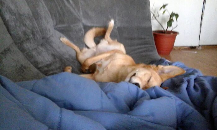 не будите спящего зверя