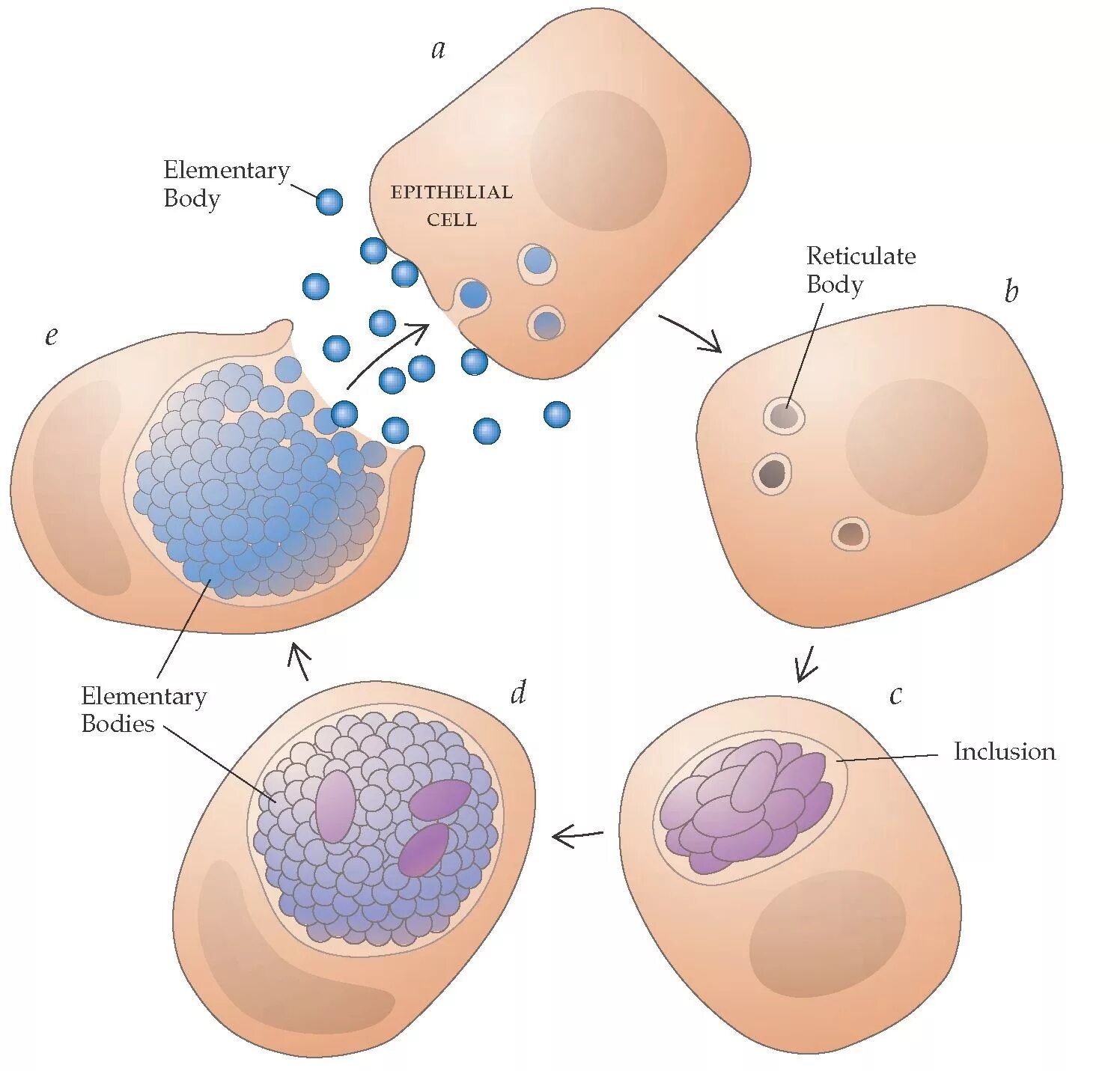 Риккетсии Ehrlichia. Хламидия строение. Жизненный цикл Chlamydia.