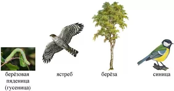 Пищевая цепь гусеница лист ястреб синица. Пищевая цепь гусеница-синица-ястреб. пищевая цепь ястреб. пищевая цепочка берёза гусеница. пищевая цепь с березой.