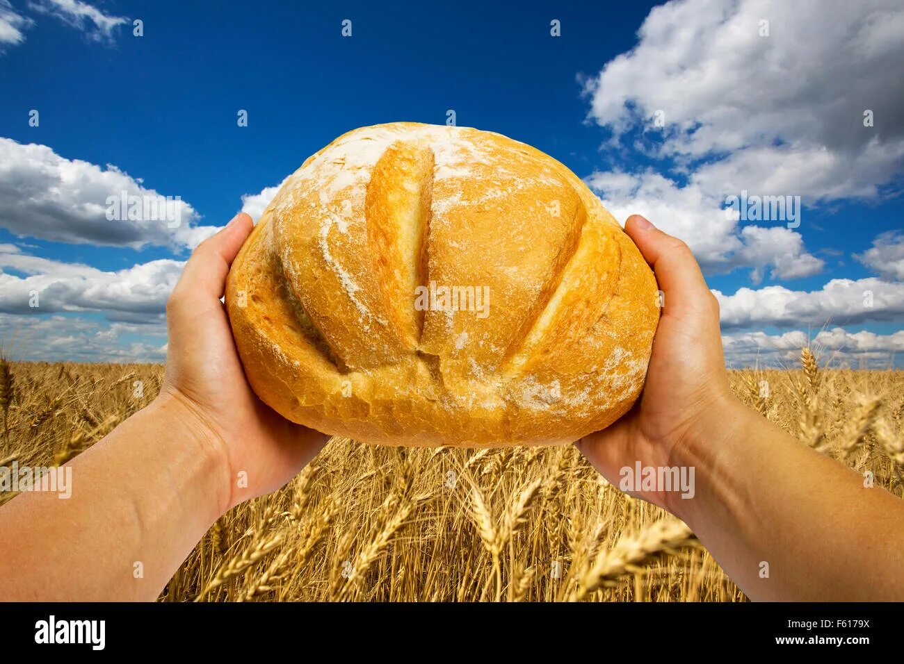 Хлеб земли человек. Хлеб поле каравай. Хлеб на ладошке. Хлеб в руках. Хлеб в руках на пшеничном поле.